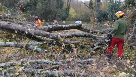 Route de Fouchard: Dégâts du vent